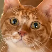 Geumdong